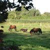 Reiten in Vorpommern - immer ein Erlebnis