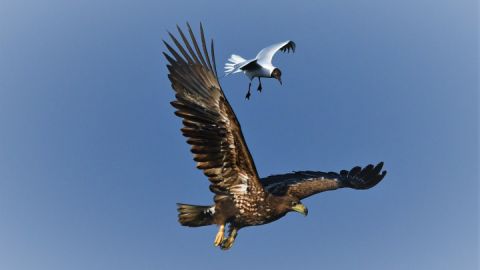 Seeadler und Möwe