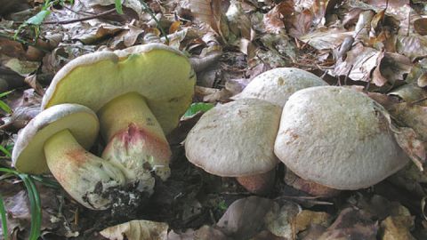 Silber-Röhrling - Boletus fechtneri (B. Miggel, Ottenhausen-Vogelsang, 2008)