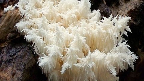 800px-2009-09-25_Hericium_coralloides_(Scop.)_Pers_58068_crop