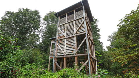 Aussichtsturm Moorochse