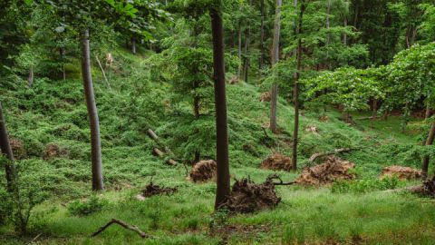 Im Wald auf dem Naturparkweg beim Aussichtspunkt Reiherberg