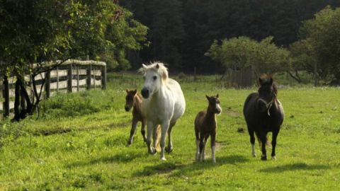 Landurlaub Diemitz_Ponyherde