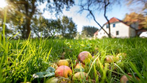 Streuobstwiese im Herrenhaus