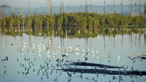 Naturbeobachtungen am Wasser