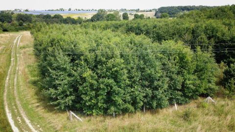 Klimawald Neubrandenburg-Nettelkuhl