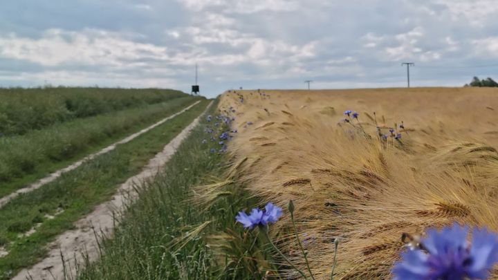 Weg im Kornfeld auf Rundtour Sommersdorf