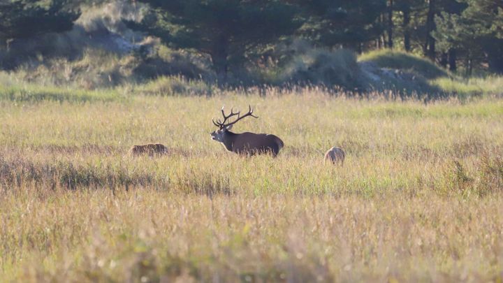 24-10-02 König der Wälder, GMZ