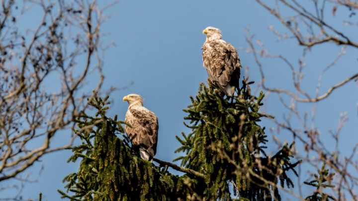 seeadler-tour-boots-berg-2