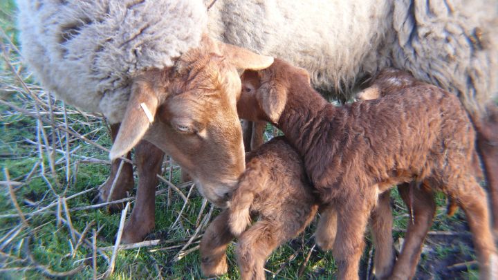 Tiere Coburger Fuchsschaf