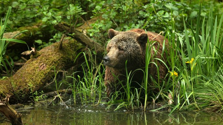 Braunbär Balou - BÄRENWALD Müritz