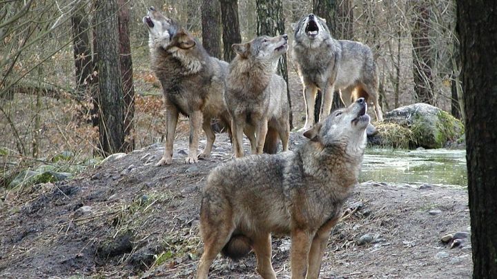 Wolfsrudel - Wildpark-MV